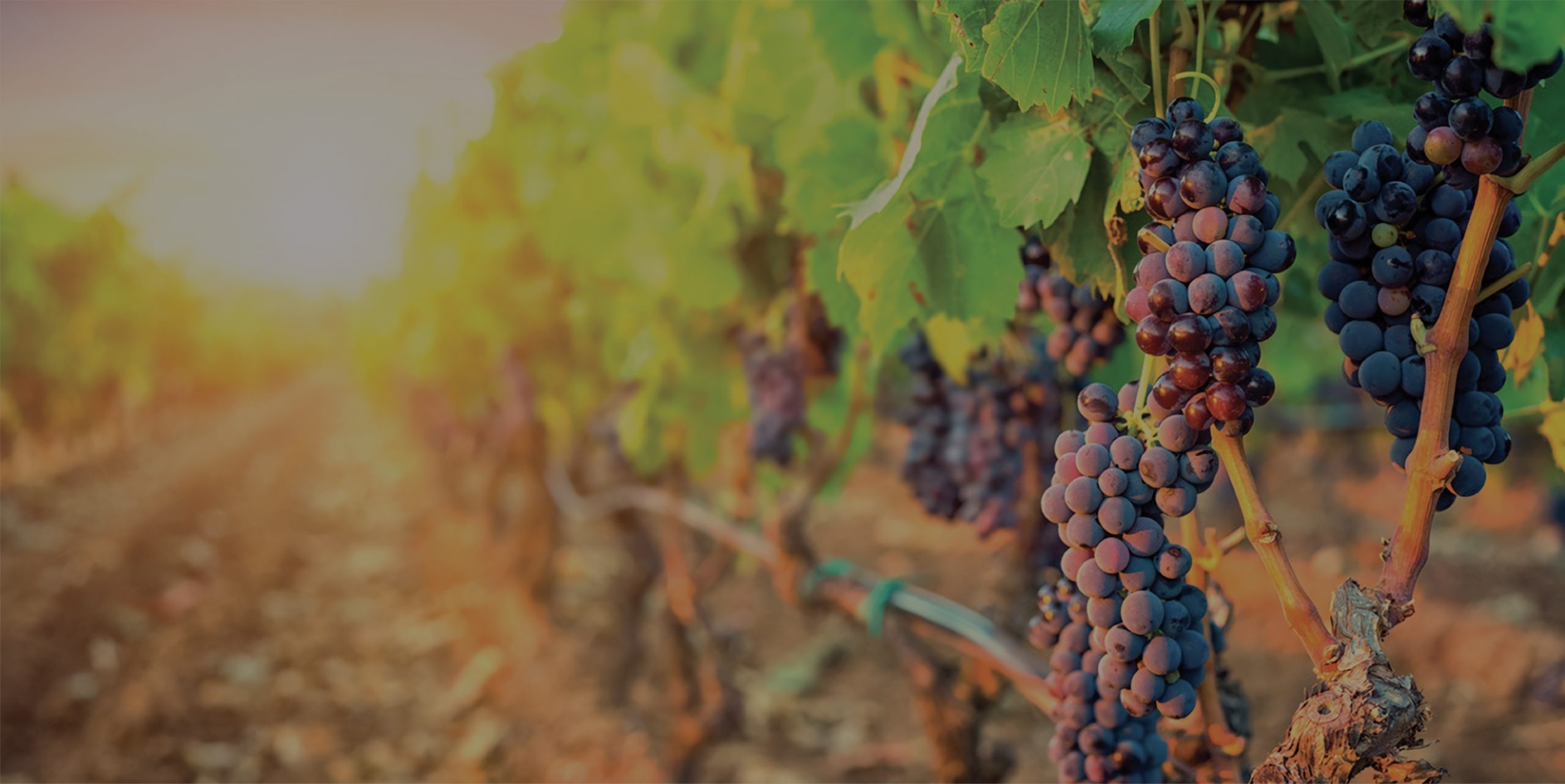 Vinos